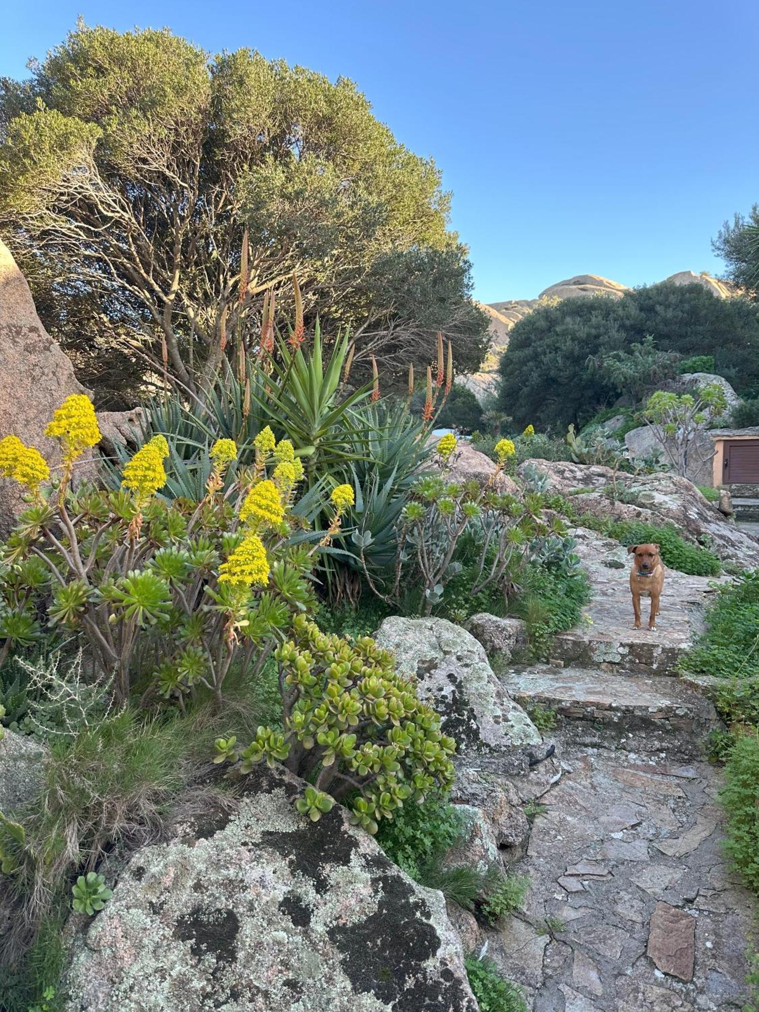 L'Olivastro Appartamenti A Porto Cervo Exteriör bild