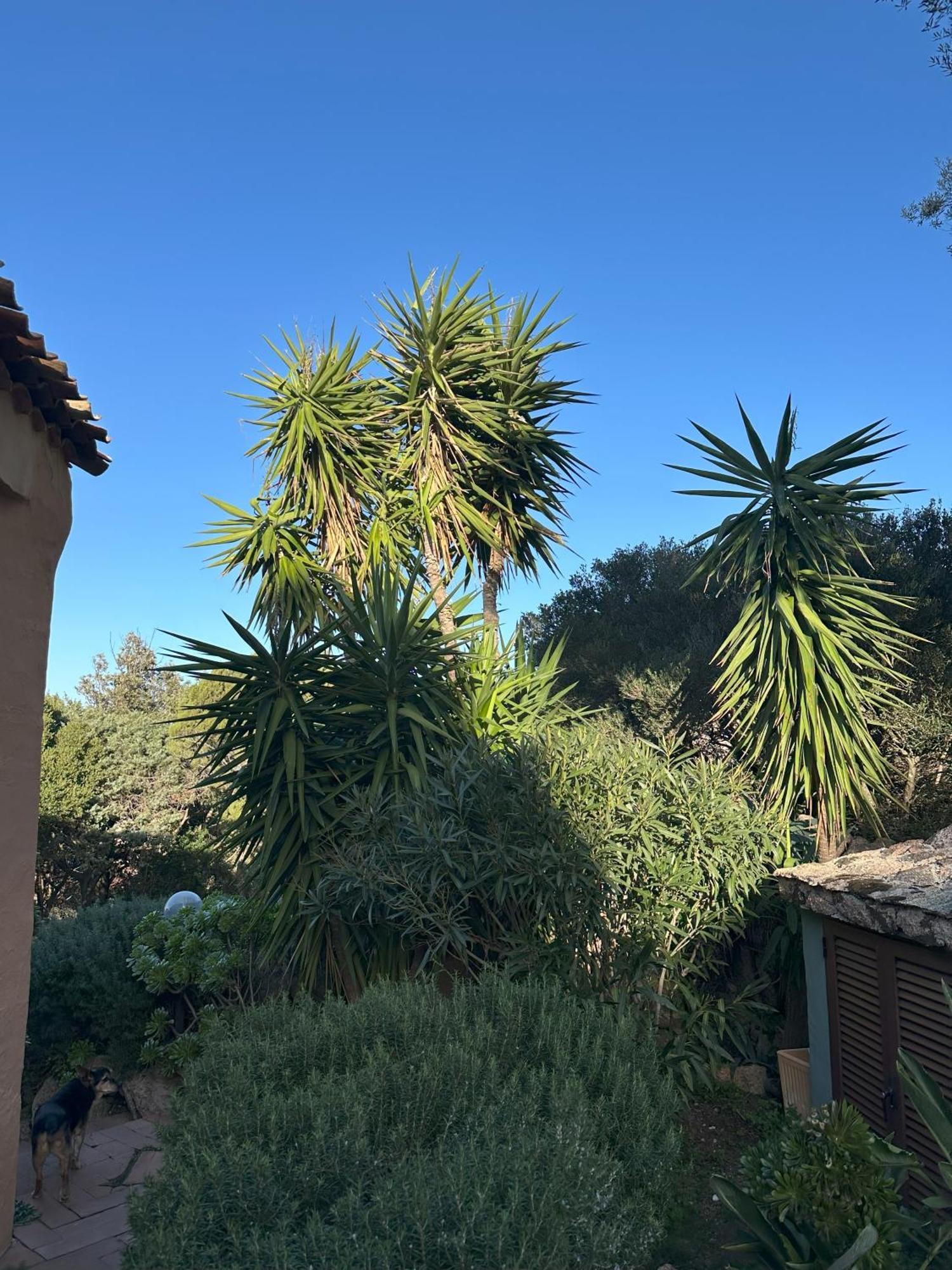 L'Olivastro Appartamenti A Porto Cervo Exteriör bild